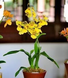  「数量繁多」此花就是“活香水”，家里养一盆，邻居都能闻花香，比茉莉强多了
