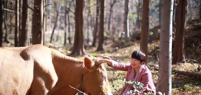 这群不回家的牛，在300平方公里的绝美仙境诗意栖居