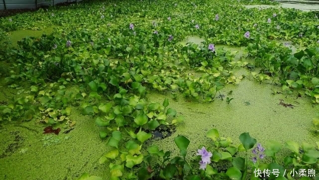 入侵■入侵中国的水葫芦，现在都消失去哪了？老外：中国人太聪