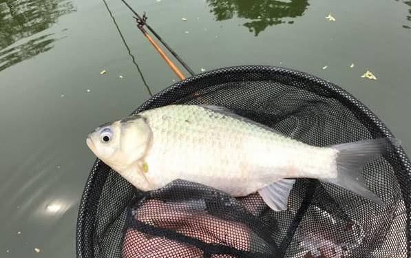  #天冷#大板鲫一年四季都有，为啥天冷了才好钓？这样一分析你就