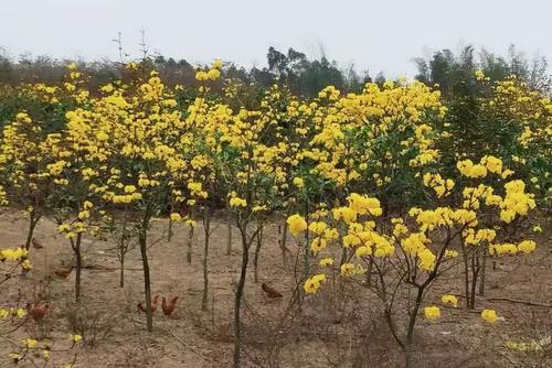 合浦常乐这片20亩的黄花风铃又盛开了！朋友圈即将刷屏...