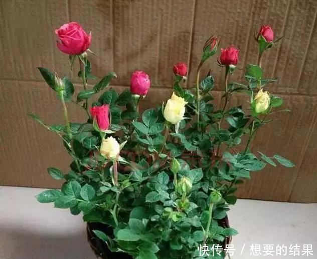 还要■比香水还要香的9种花, 养在阳台上, 满屋子都飘香!
