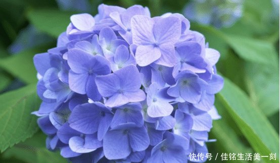  『适合』家里房子比较小，适合养什么花草这几种可以考虑一下