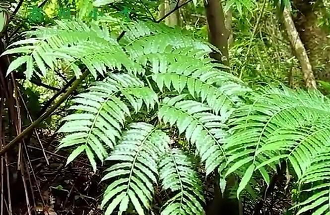 这种叶子下面藏着“珍珠”的草，在农村随处可见，却药用价值极高