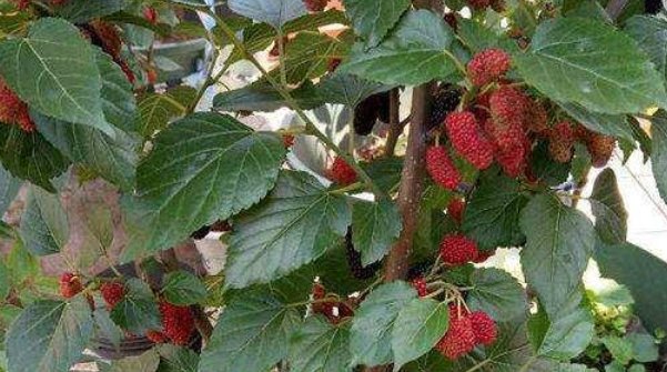  「花儿」露台、院子就养这些植物,四季有花儿开,枝头挂满果,太漂亮了