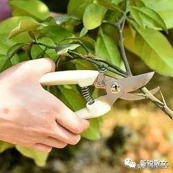 花木|初喜盆景,我的修剪之术,从惜花如金到“心狠手辣”