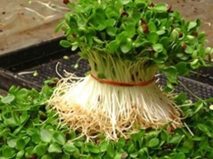  #蔬菜#不用下地，在家就能种植的无公害蔬菜，农村大妈靠这一天