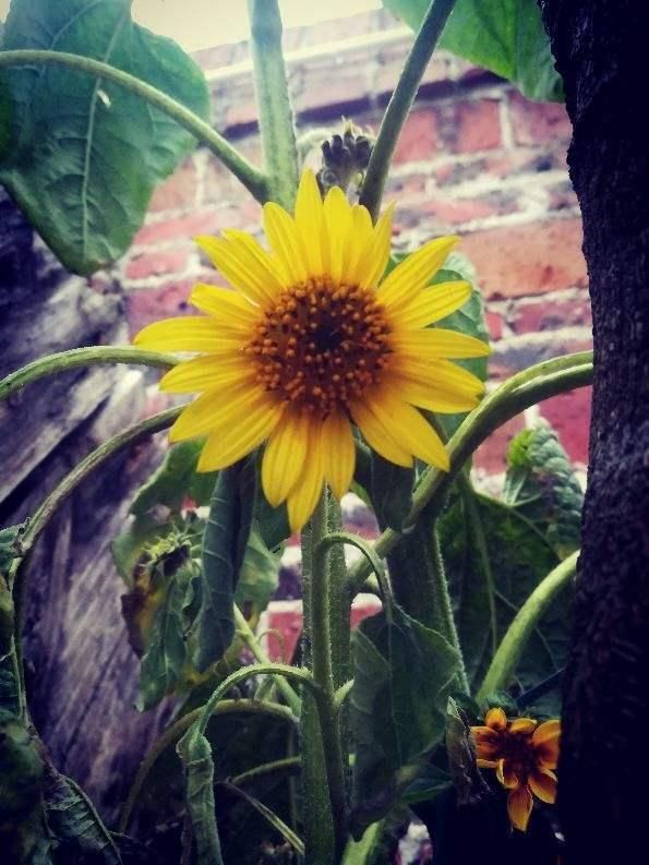  喜欢吃瓜子@爱吃瓜子的花友，现在一定记得种棵向日葵，选品种是重点！