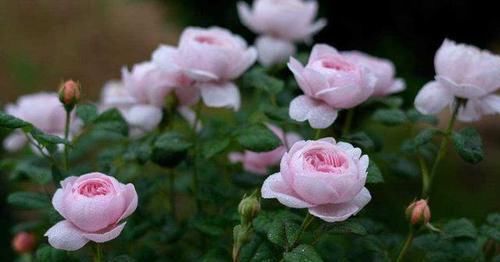  「粉嫩」这花，融化万千少女心，花径极大，花色粉嫩，养护简单，养花首选