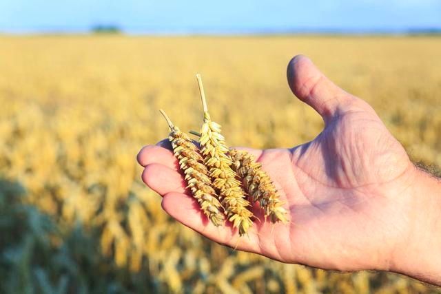  「庄稼」鼠年迎双春又闰月，20年气候变化大，农业人要做好哪些