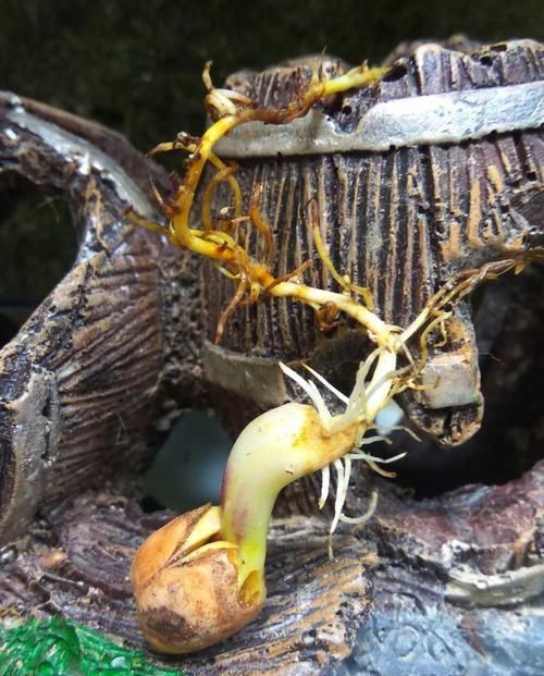  『把花生米』她用几粒花生米，种出一盆大花生，冒出来的豆芽根忒好看！