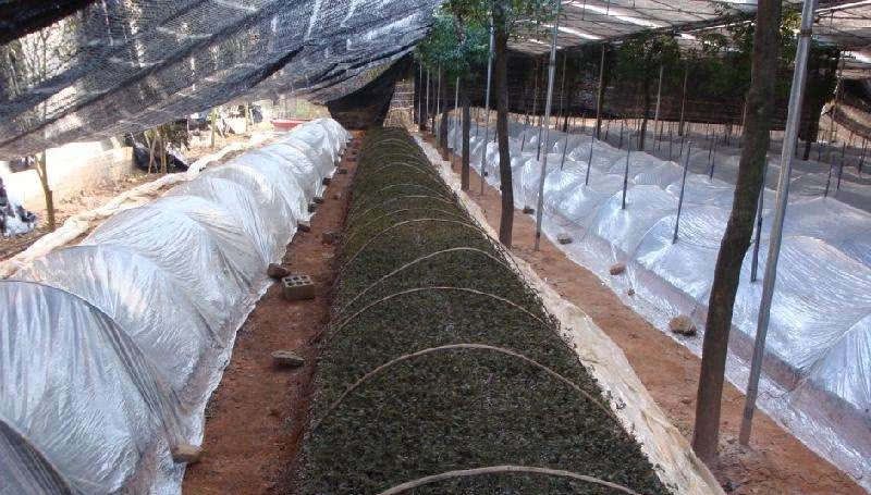 种植金线莲：价值不输西洋参，人称“金草”，一斤7百元，有人大量种植