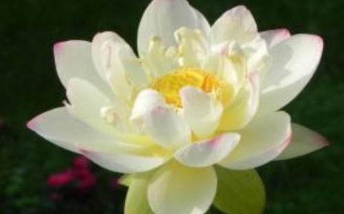  『养盆』喜欢菊花，不如养盆“精品荷花”翠云，花姿卓越，开花爆盆好养活