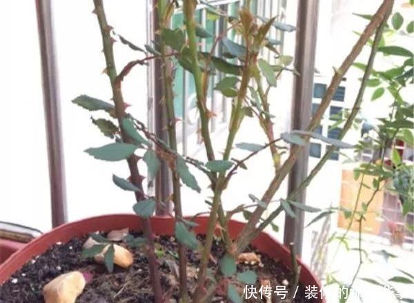 次水就行@阳台变花园,8种花现在养,半个月就爆满阳台,长的飞快花也多