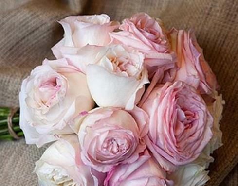  「月季」喜欢菊花，首选“月季珍品”紫色暮莎，薰衣草色，十分洋气