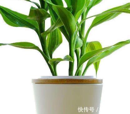 技巧|家养富贵竹总是黄叶长不好?学会这三个小技巧,轻松长成绿森林