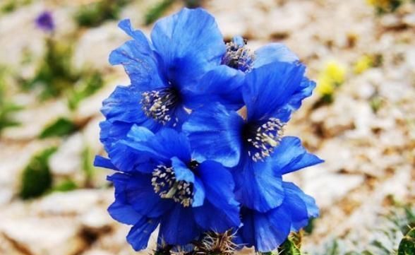 花儿■室内养“绿绒花”,别碰“3处”雷,花儿大、花色多,一开就满盆