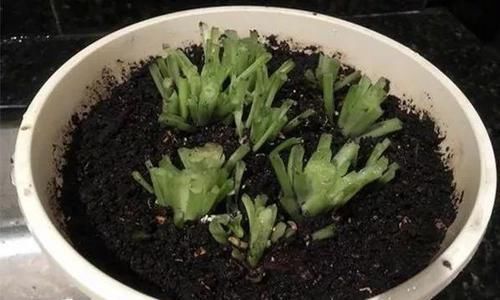  [植物]吊兰，文竹，发财树黄叶子，咔咔“剃光头”，两周绿叶长爆盆