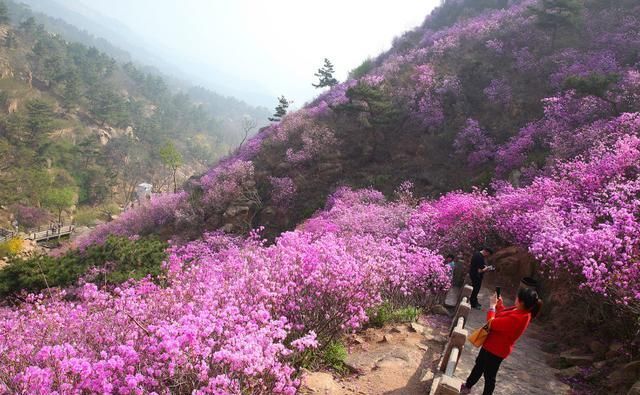 看万亩杜鹃花海开成一片，感受春花浪漫，如诗如画