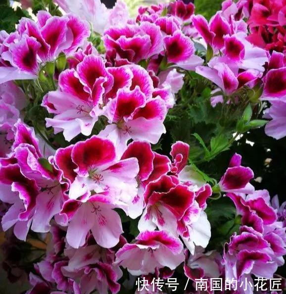  『三角梅』这3种花太贵，别再买了，剪几个枝就能扦插几十盆