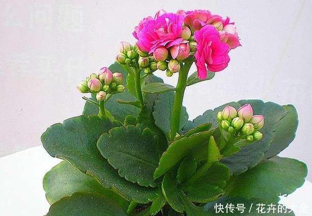 步步高:4种寓意好、颜值高的花卉,观赏价值高,懂花的人都会养