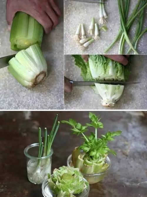  [散射光]厨房里的盆栽绿植园，绿色的生活有更加精彩