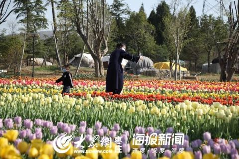  「郁金香」45秒|美到舍不得眨眼！枣庄的郁金香开了
