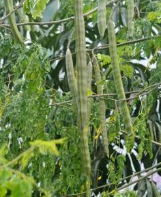  「我国」是印度国宝，刚入我国时百元一斤，如今价低没人要