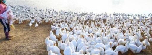  「养鹅」“养猪、养鱼、养鹅”，哪个比较有前景？养殖户：比较