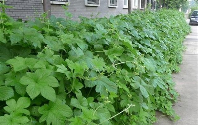 「常见」农村常见的植物，曾经不受重视，但现在价值很宝贵