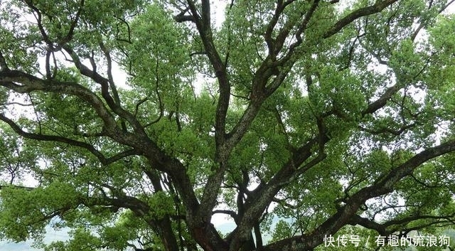  唯一@中国唯一直接以树木命名的城市