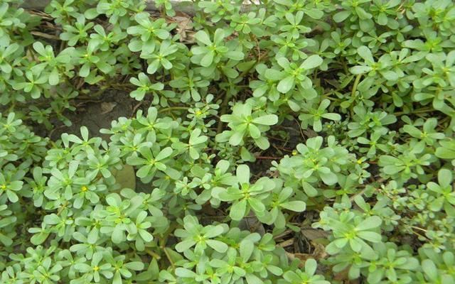 在农村一种常见的野草，在农村没人要，在城里却是高级货