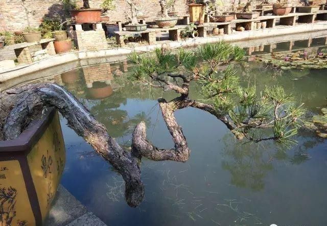 盆景大师都爱玩，山松会否成为下一个热点？