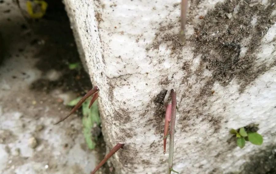  【慎养】这花要慎养，每年砍掉3麻袋，照样蹭蹭长！