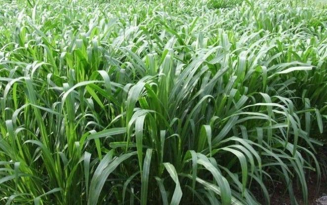  【老人】农村老人都说养牛先种草，当地没有草料对养牛有多大影