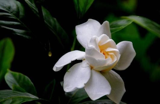  「栀子花」栀子花老养不活？注意这4点，这样栀子花就能开花不断