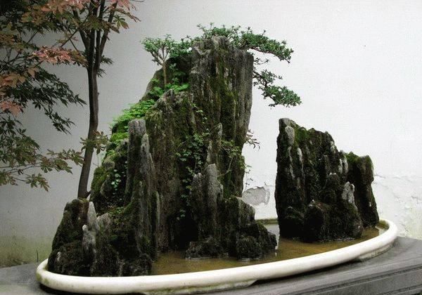  『树木盆景』盆景这么搭配才漂亮，一景、二盆、三架完美组合