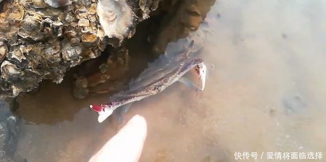 去赶海，发现只梭子蟹，刚走近就舞着蟹钳要夹人！