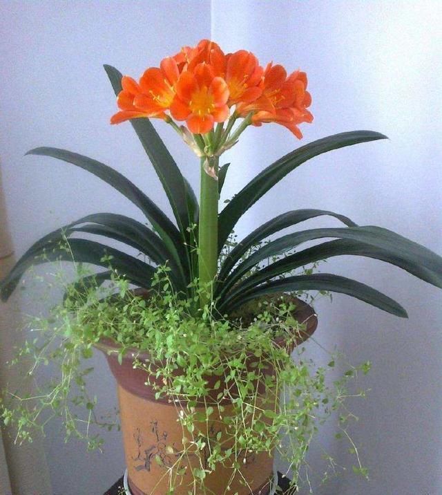  『栀子花』茶花、栀子花、君子兰，用这种水来浇，花开“爆盆”，连肥都省了！