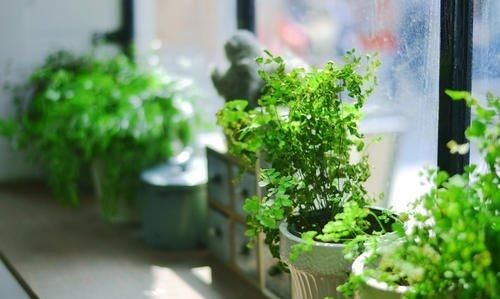  叶类：家庭绿植这样养护，四季常青