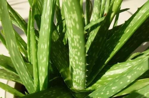  身体：养花不能只看美，这些植物有妙用，身体好处良多