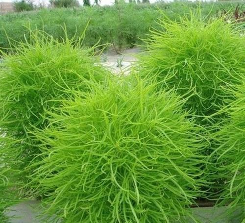  『地肤草的价』正被遗忘的一种植物，田间已经不多见，碰到请珍惜，价值高