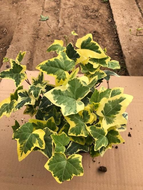 #新居#装修新居有甲醛?摆放几盆绿植,来个“花”样杀毒!安全住新房