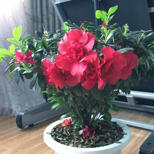 #玫瑰#客厅养花,不如养“高档玫瑰”卡罗拉,标准玫瑰红,花开鲜艳照人