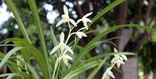 『不停』兰花难养护,做好浇水这一技术活,安全度夏蹭蹭长不停