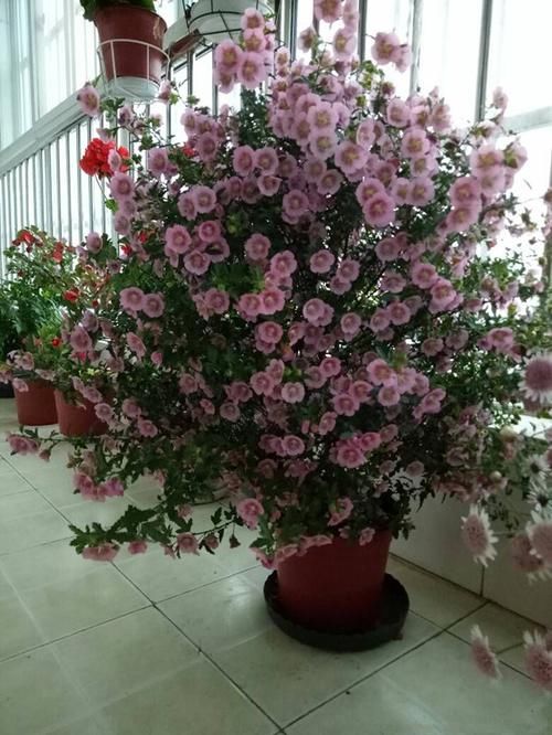 「暗淡」此款花朵媲美月季,繁花似锦,花开似精灵起舞,丢在阳台幽香暗淡