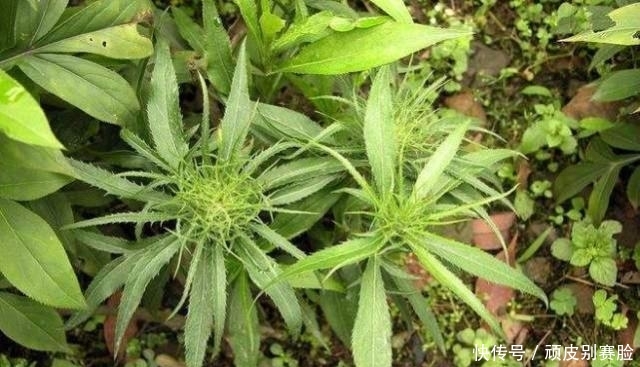 农村这一野草，浑身长满刺，以前无人敢碰，殊不知用来煲汤是一绝