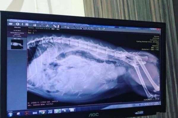 张柏芝凌晨晒出怀孕B超照，宣布迎接家庭新成员，真相让粉丝脸红