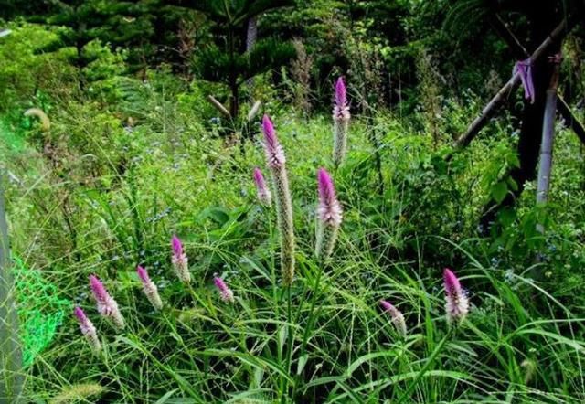  #功效#乡下随处可见的野草，被老农摘取喂猪，却有清肝明目的功