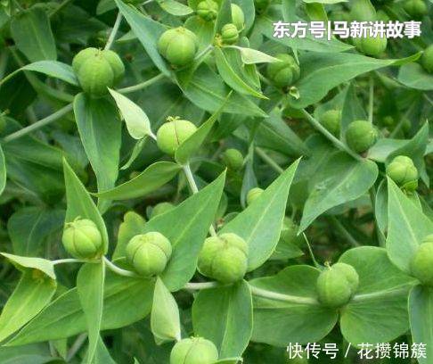  「殊不知」农村不受待见的野草，汁液有毒，殊不知是珍贵的“千